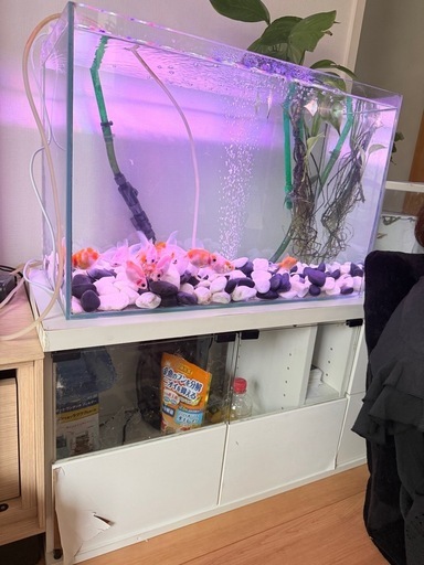 【金魚セット一式】水槽・フィルター・ライト・金魚まとめて譲ります 金魚の中古が安い！激安で譲ります・無料であげます｜ジモティー