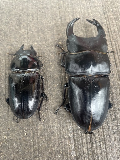 4ペア+♀3 オオクワガタ　格安　能勢YG