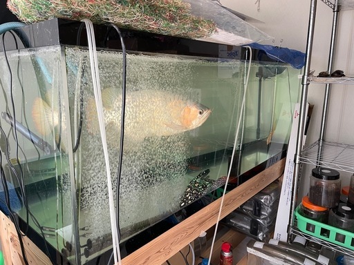 ★大型水槽フルセット