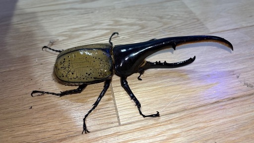 ヘラクレスオオカブトペア