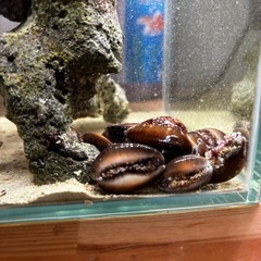 海水　ハナマルユキ　タカラガイの画像