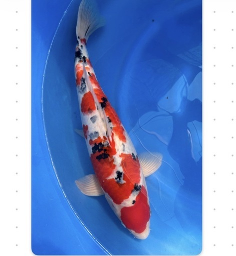 大正三色／10000円 2026年最新】Yahoo!オークション -大正三色(錦鯉)の中古品・新品・未 