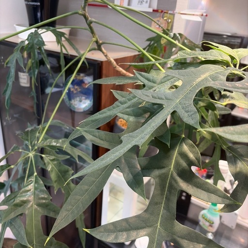 観葉植物　　高さ120センチ