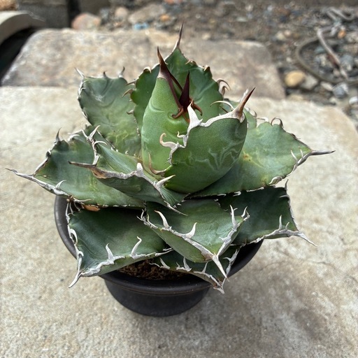 観葉植物 アガベ 【白鯨】鉢付き