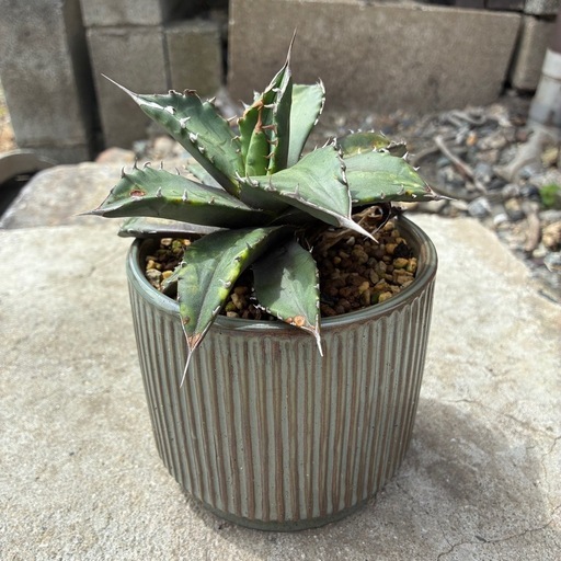 観葉植物 アガベ 【サンバースト】極上株 人気 鉢付き