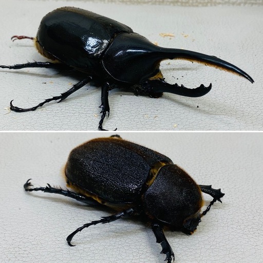 ?ヘラクレスオオカブト ペア　新成虫