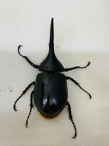 ?ヘラクレスオオカブト ペア　新成虫