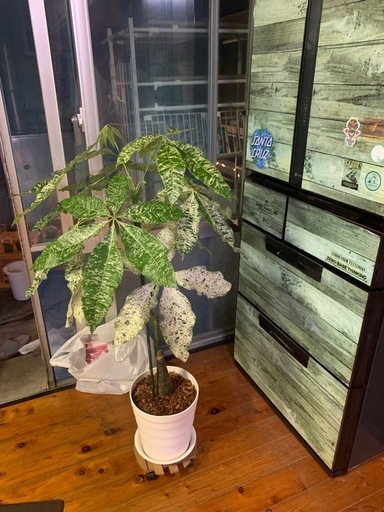 パキラ