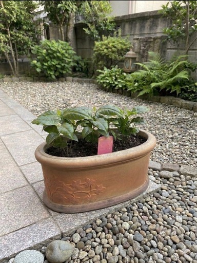 【届いてすぐ飾れる】コーヒーの苗木 （9本）テラコッタ鉢｜オシャレな空間づくりに 配送可
