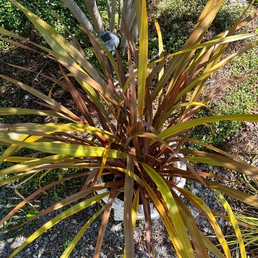 鉢植え フォーミウム　ナローブロンズ