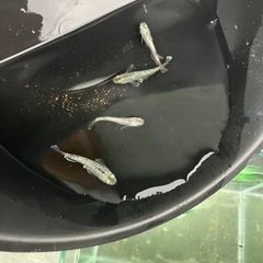 飛輪メダカ針子10匹の画像