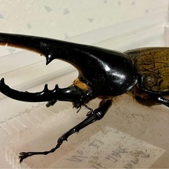 カブトムシ 幼虫 その他の中古が安い！激安で譲ります・無料であげます 