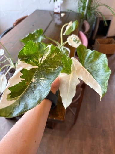 クワズイモ斑入り　みなひ様