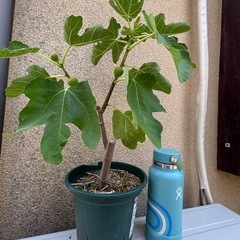 実付き　ビオレソリエスの画像