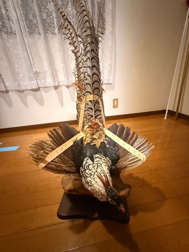 ギンケイの剥製 骨董品  値引きしました‼️