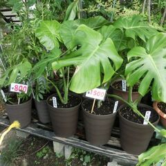本日観葉植物他、多数出品ぜひご覧ください！の画像
