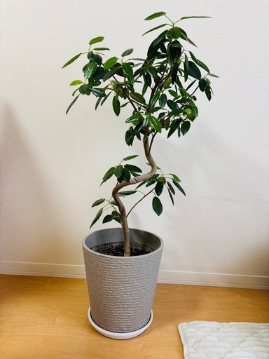 【観葉植物】フランスゴムの木　曲がり（軽量鉢付き）
