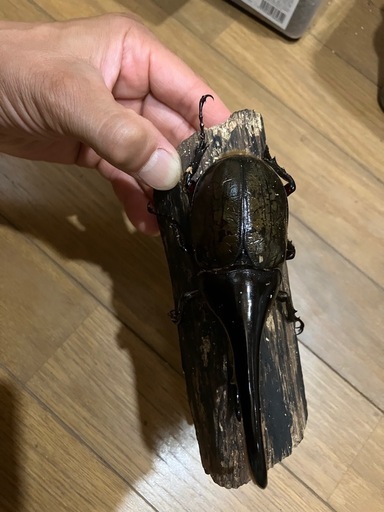 値下げ　ヘラクレスオオカブトムシ　オスメスペア