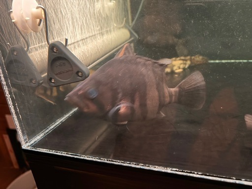 熱帯魚 ダトニオ