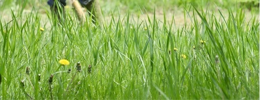 草刈り、除草作業承ります！