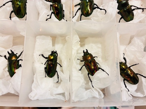 ニジイロクワガタの成虫10匹（♂6匹、♀4匹）