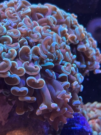 ナガレハナサンゴ　海水