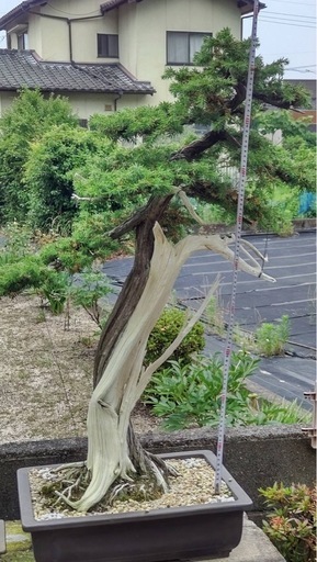盆栽（社松）