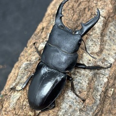 お子様にプレゼント　ヒラタクワガタ♂  の画像