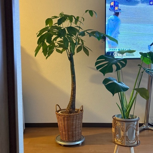 【美品】パキラ 約150cm 観葉植物