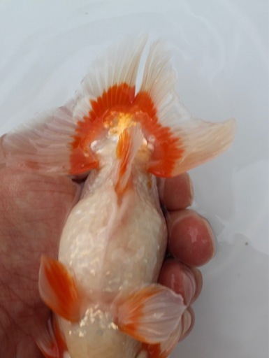 (売約済み)金魚、鹿子柄、らんちゅう2歳15センチ