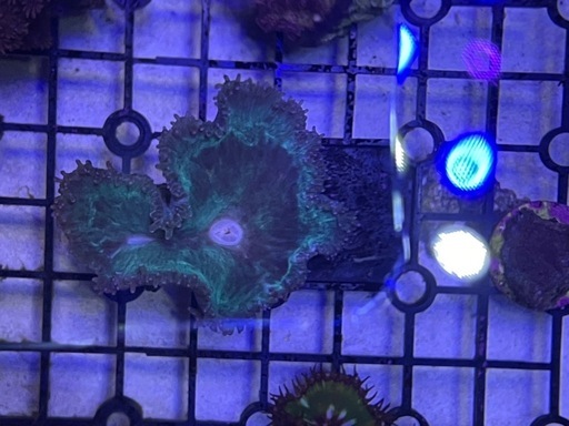 7.5cmのトランペットコーラル(オオナガレハナサンゴ)