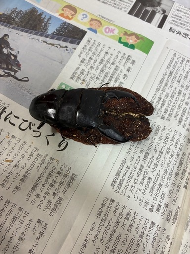 スマトラオオヒラタペア
