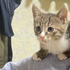 すごく人懐っこい　キジ白ちゃん　メス - 猫
