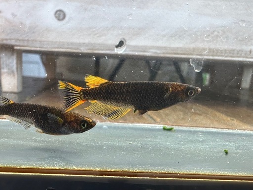 メダカ 心龍? 1ペア＋メス 極上