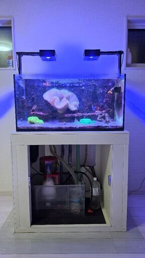 【海水魚水槽フルセット販売 