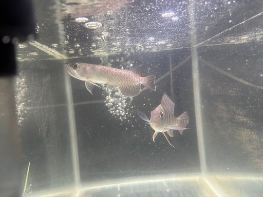 グリーン幼魚譲ります。連絡下さい