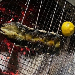 6/21鰻釣り釣果50本オーバー             …