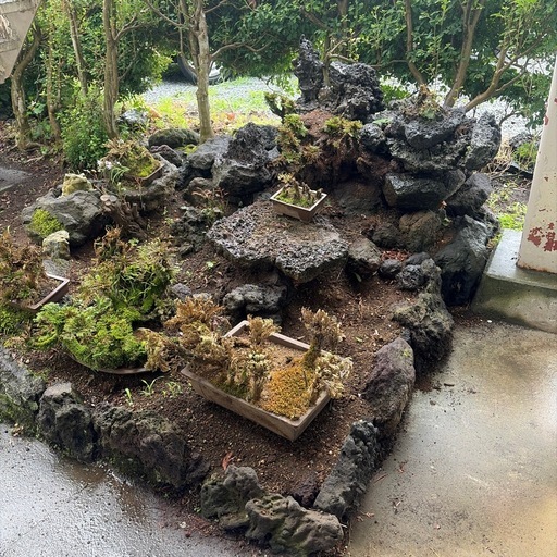 庭石　溶岩　岩松　盆栽