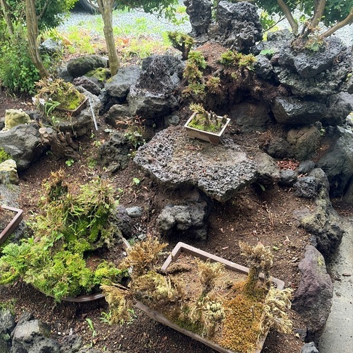 庭石　溶岩　岩松　盆栽