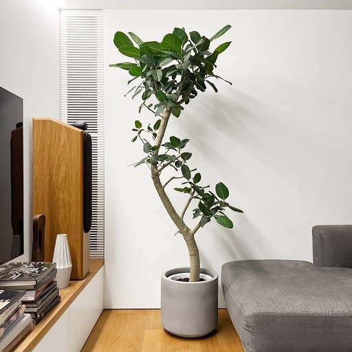 観葉植物 フィカス ベンガレンシス 200cm