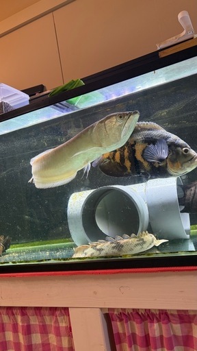 120水槽、大型魚、アロワナ、ダトニオ