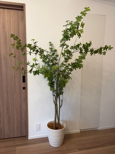 フェイクグリーン(182cm)
