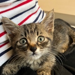 キジトラ　5月生まれ　♂そら