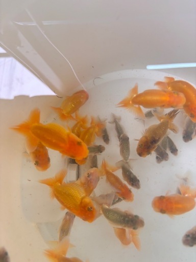 ランチュウ　らんちゅう　全匹