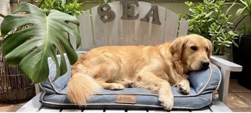 プレゼント付き 【並行輸入品】 FSOBEIIALEO House Pet Stairs for Beds Sofa, Foldabl