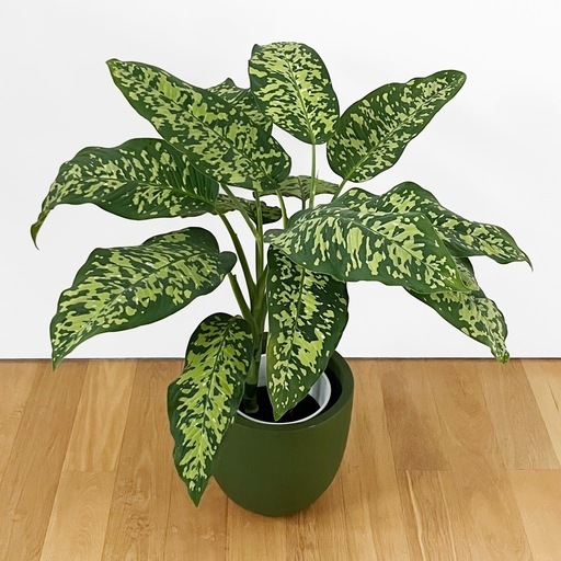 観葉植物 ディフェンバキア チーター
