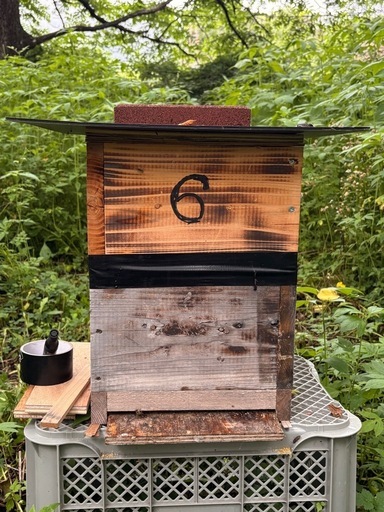 日本蜜蜂?5月26日自然入居群。NO6 4/29に分蜂したニホンミツバチ ニホンミツバチの分蜂 | 里山のおはなし｜
