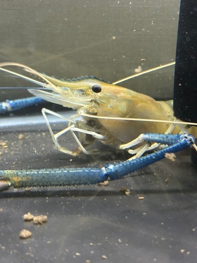 オニテナガエビ