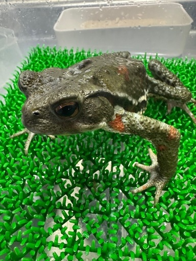 ナガレヒキガエル　♂♀ペア　発送は翌日午前中着地域のみ