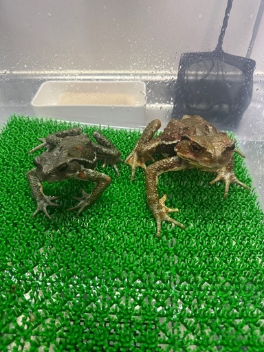 ナガレヒキガエル　♂♀ペア　発送は翌日午前中着地域のみ
